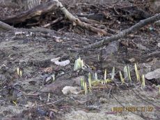 Galanthus-alpinus_начало-вегетации_2